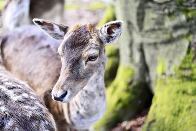 Close-up portrait of deer