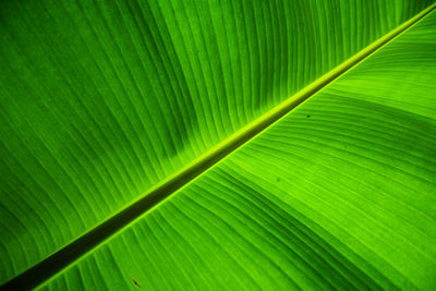 Full frame shot of palm leaf