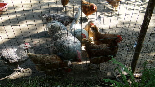 Birds in cage