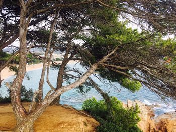 Trees on beach against sky