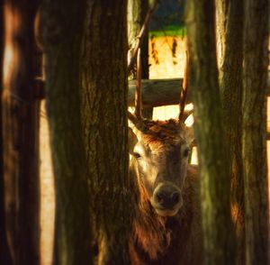 Portrait of cat on tree trunk