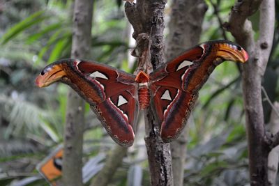 Close-up of bird perching on tree