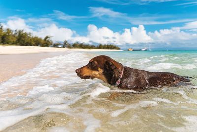 Dog swimming at sea shore