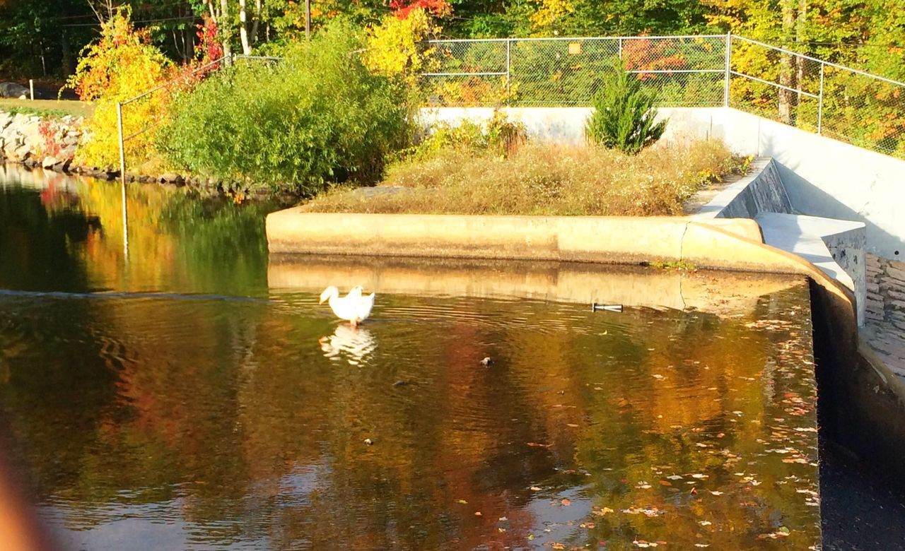 animal themes, water, bird, tree, reflection, animals in the wild, wildlife, pond, lake, swan, one animal, plant, nature, growth, duck, floating on water, day, outdoors, park - man made space, swimming