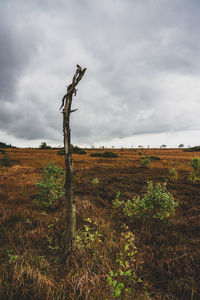 Scenic view of field against sky