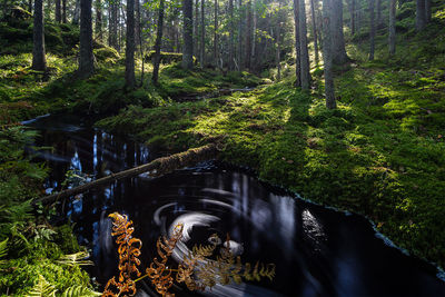 Trees in forest