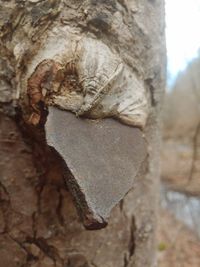 Close-up of heart shape tree trunk