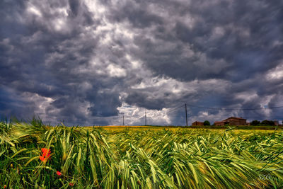 Scenic view of agricultural field against sky