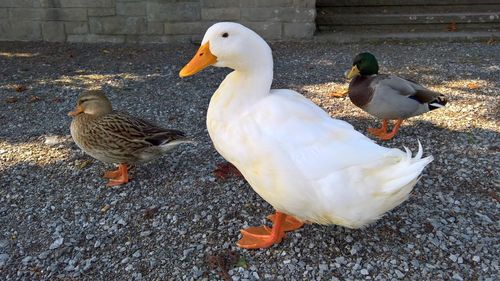 Close-up of duck