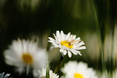 Close-up of white flowering plant