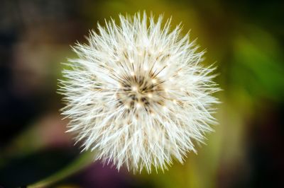 Close-up of white dandelion flower