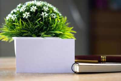 Close-up of potted plant on table