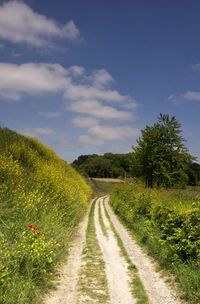 Empty road along plants and trees against sky