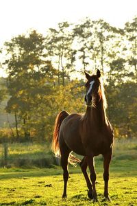 Horse standing on field against sky