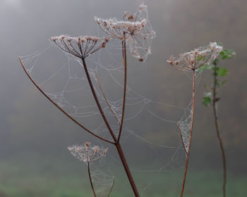 Close-up of dried plant with spider web