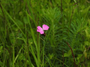 Close-up of purple flower blooming outdoors