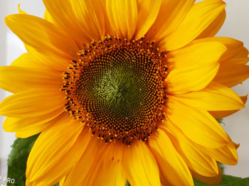 Close-up of sunflower