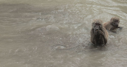 High angle view of monkey swimming in sea