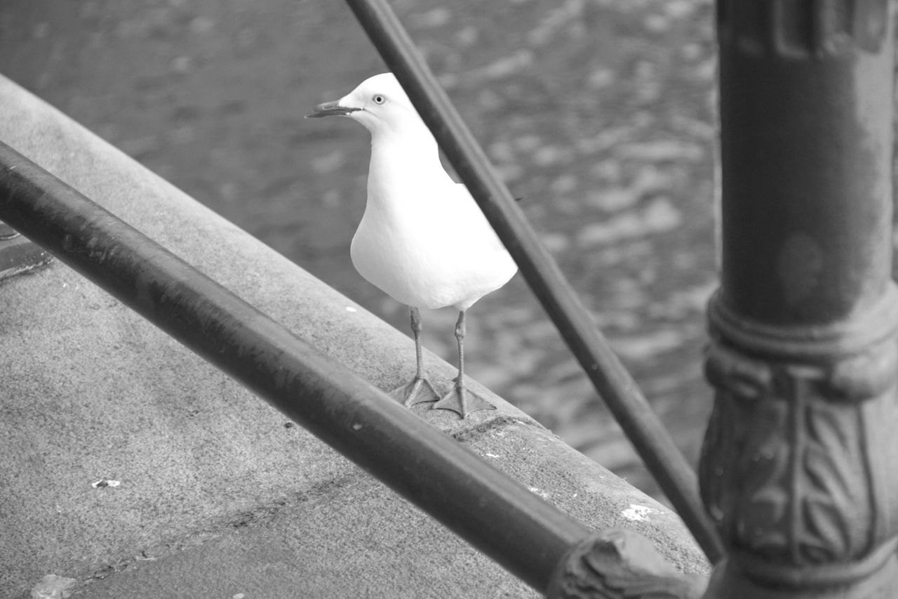bird, animal themes, animals in the wild, wildlife, one animal, perching, seagull, pigeon, railing, focus on foreground, full length, metal, outdoors, day, close-up, beak, avian, spread wings, two animals, zoology