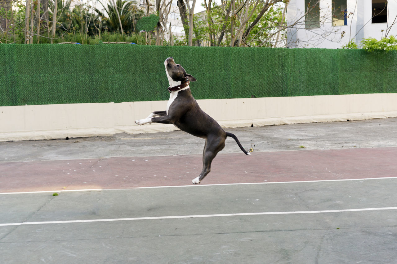 SIDE VIEW OF DOG RUNNING ON STREET