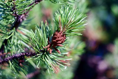 Close-up of male pine cones with bokeh background