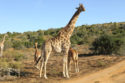 giraffe