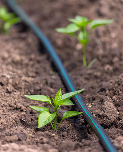 High angle view of small plant growing on field