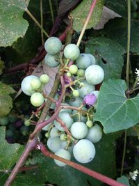 Close-up of grapes