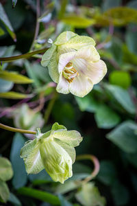 Close-up of white flowering plant