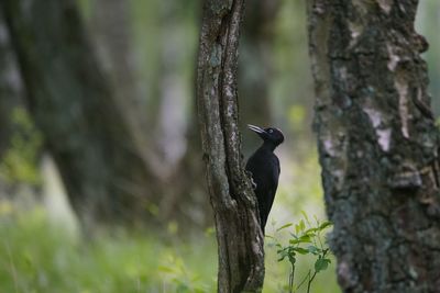 Bird perching on tree trunk