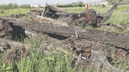 Stack of logs in field