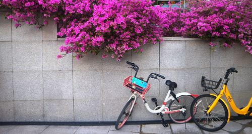 Bicycle parked by pink flowers against building