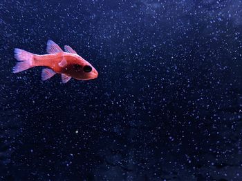 Underwater galaxy, this one depicts a fish called the king of mullet.