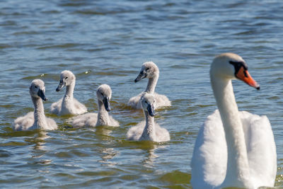 Swans swimming in lake