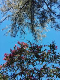 Low angle view of blooming tree against blue sky