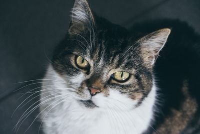 Close-up portrait of a cat