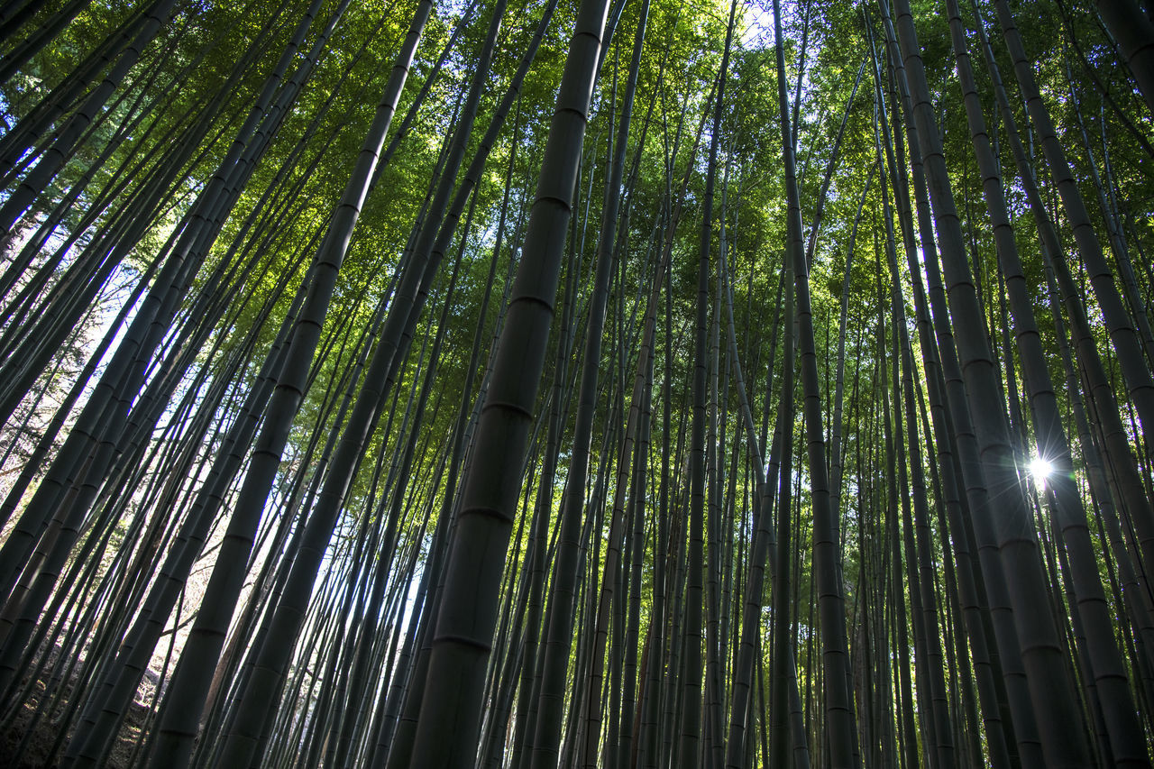 LOW ANGLE VIEW OF BAMBOO TREES AT FOREST