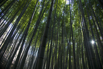 Low angle view of bamboo trees in forest