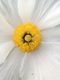 Close-up of yellow flower blooming outdoors