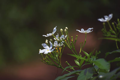 Close-up of white flowering plant