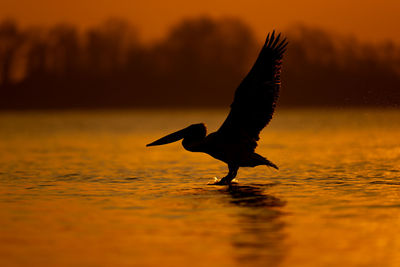 Close-up of bird flying against sky during sunset