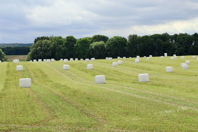 Panoramic shot of trees on field against sky