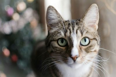 Close-up portrait of cat