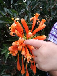 Close-up of orange flowers