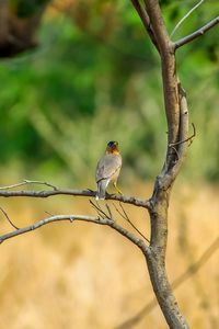 Close-up of bird perching on branch