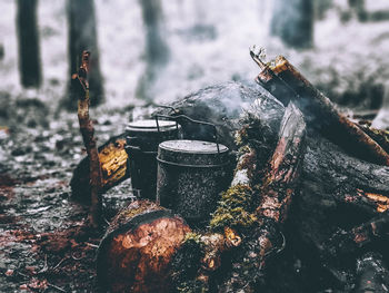 Close-up of log on tree in forest