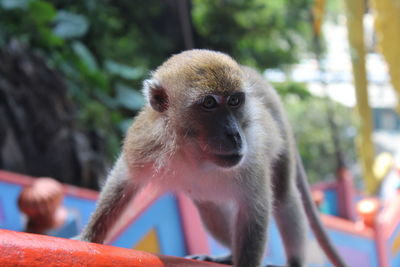 Close-up of monkey looking away outdoors