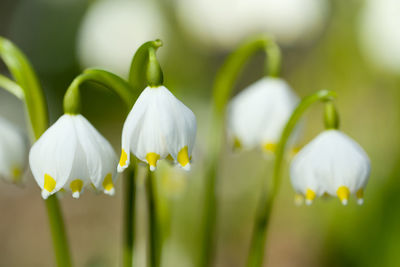 Close-up of white flowering plants