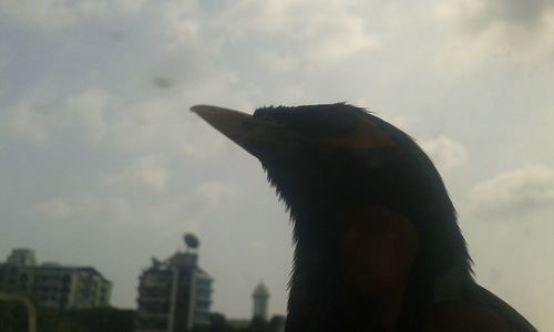 Close-up of silhouette statue against sky