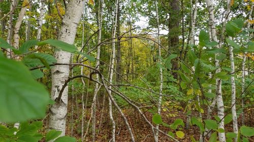 View of trees in forest